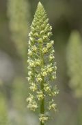 Reseda lutea